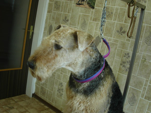 Airedale Terrier 